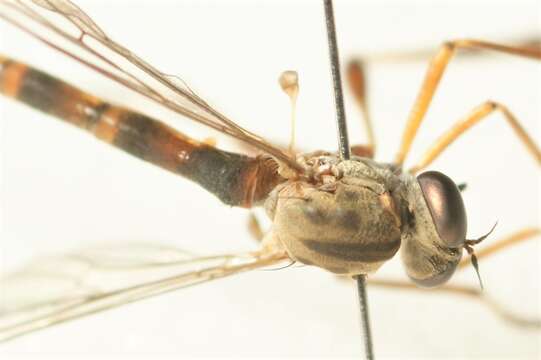 Image of Leptogaster guttiventris Zetterstedt 1842