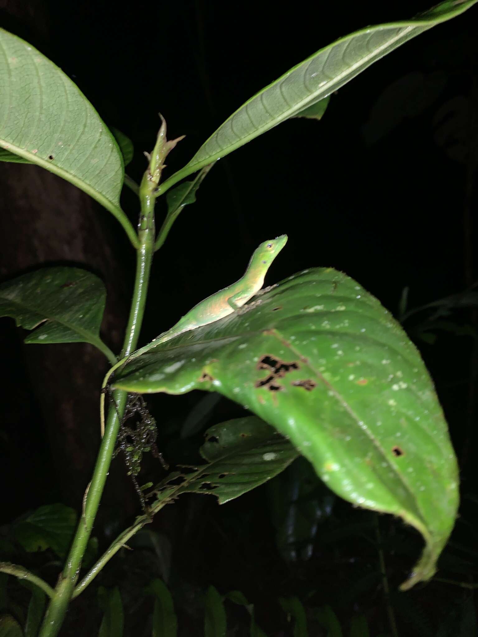 Image of Andes  Anole