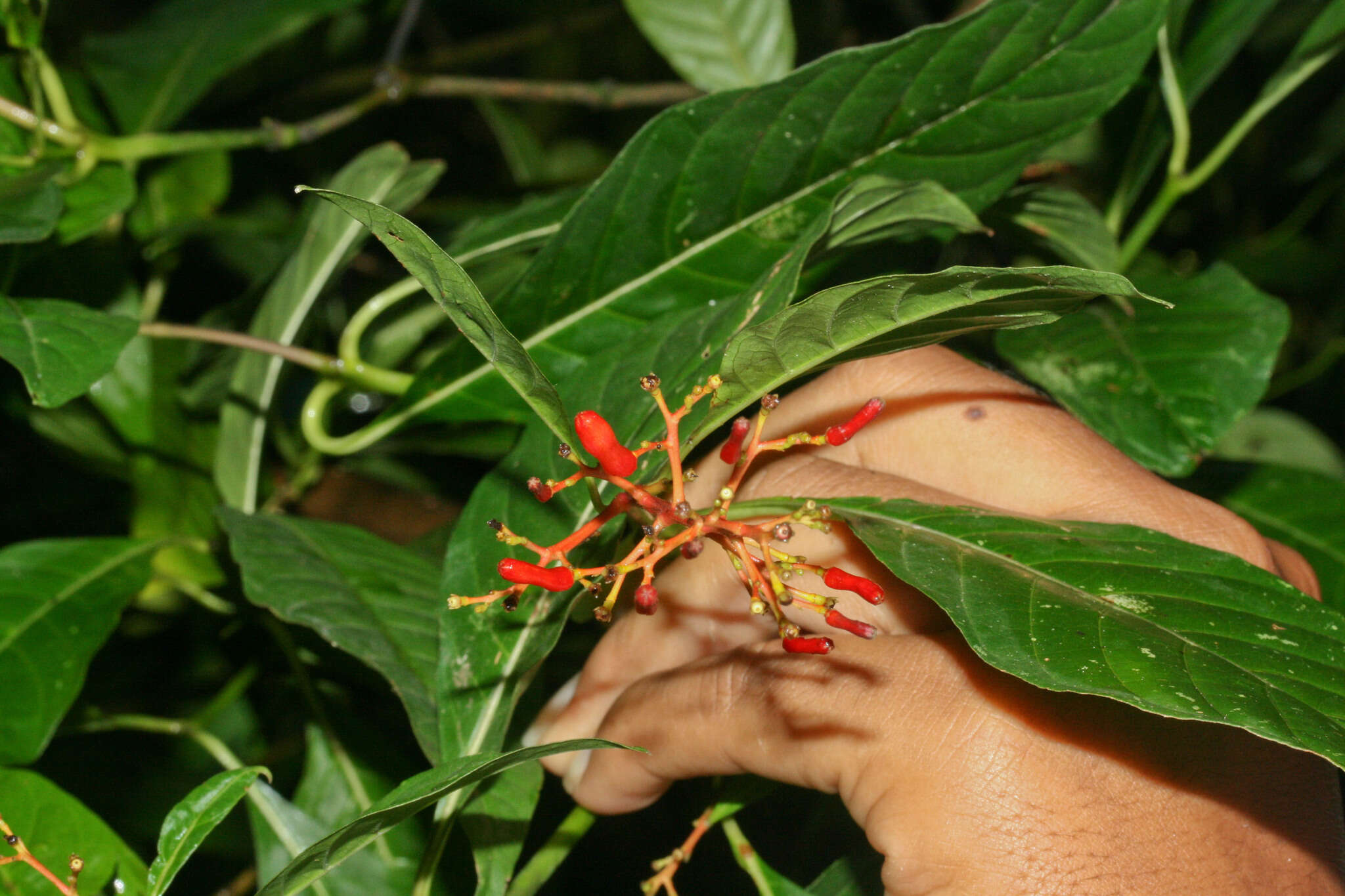 Plancia ëd Palicourea crocea (Sw.) Schult.