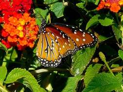 صورة Danaus (Anosia) gilippus subsp. berenice Cramer 1779