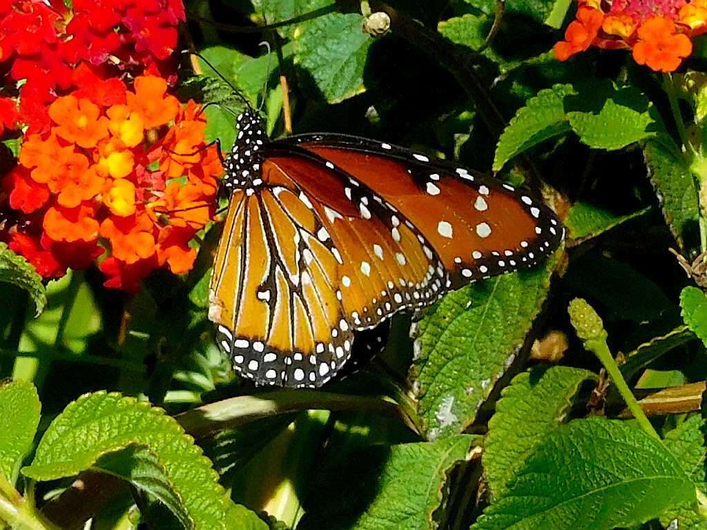 صورة Danaus (Anosia) gilippus subsp. berenice Cramer 1779