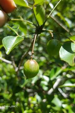 Imagem de Commiphora marchandii Engl.