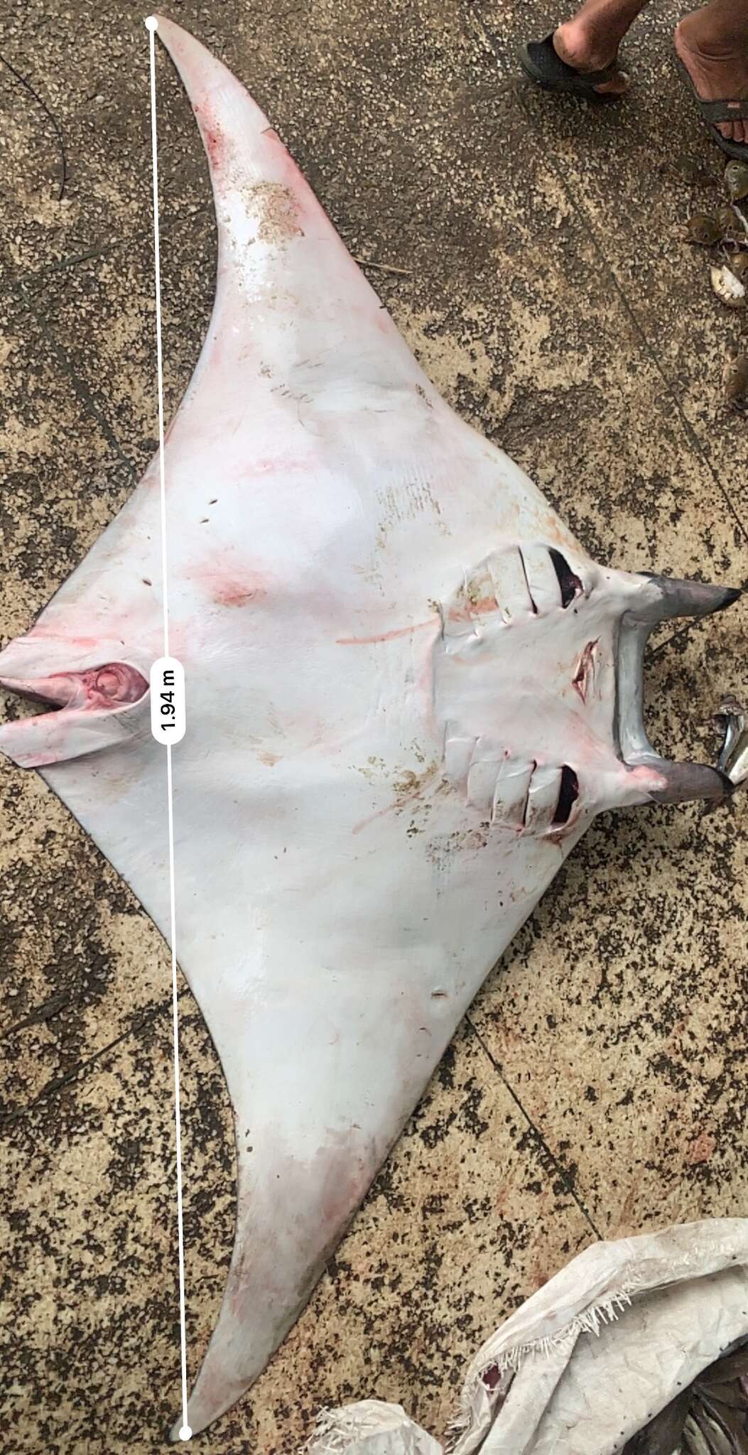 Image of Devil fish