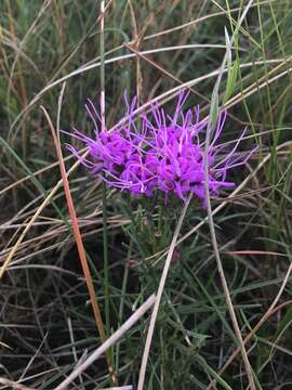 Image of bracted blazing star