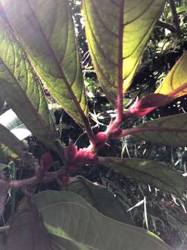 Image of Columnea inaequilatera Poepp.