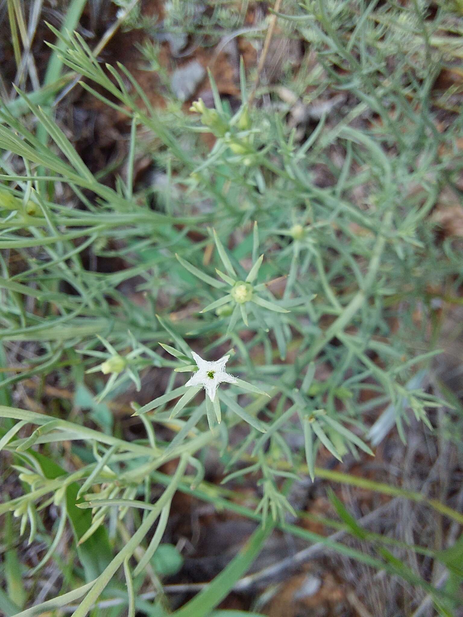 Image of Thesium celatum N. E. Br.