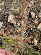 Image of Melinis repens subsp. repens