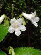 Sivun Streptocarpus parviflorus Hook. fil. kuva