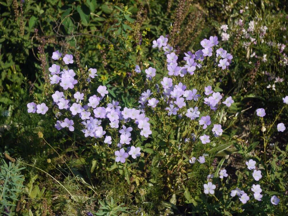 Imagem de Linum hirsutum L.