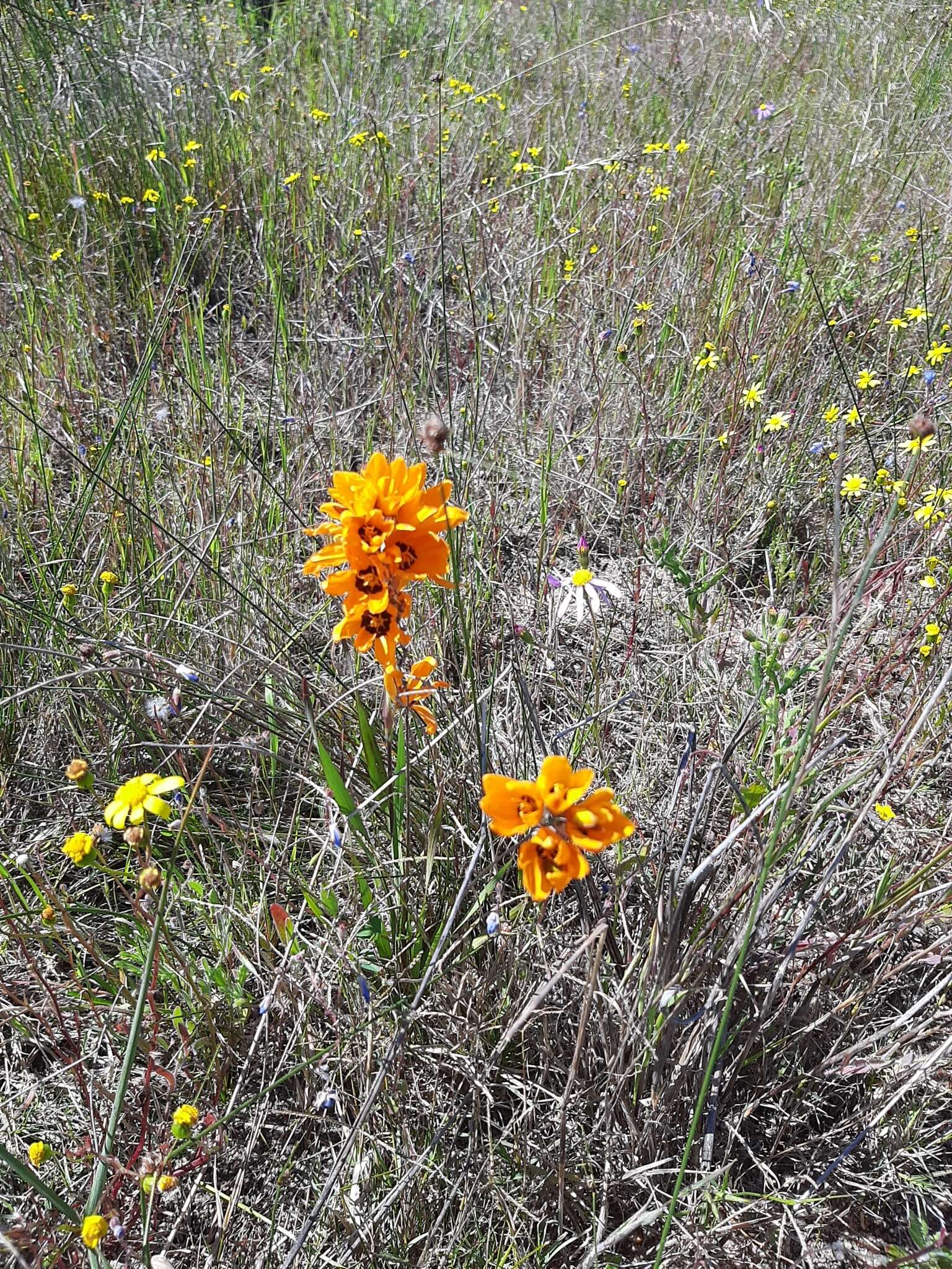 Image of spotted African cornlily