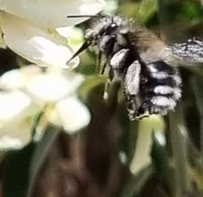 Image of Anthophora alluaudi Pérez 1902