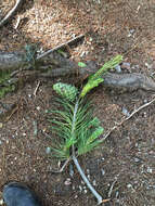 Image of Pinus armandii var. mastersiana (Hayata) Hayata