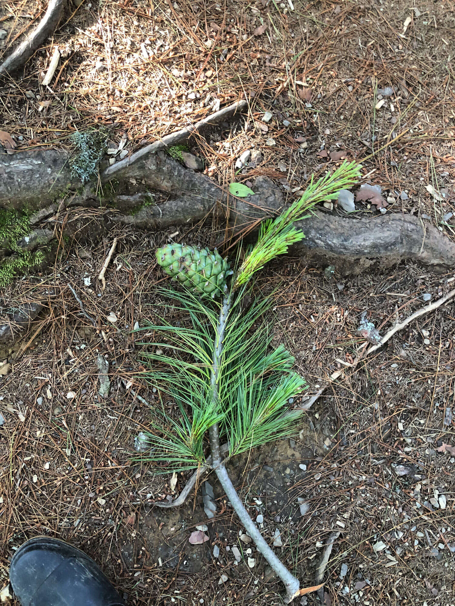 Image of Pinus armandii var. mastersiana (Hayata) Hayata