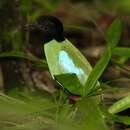 Image of Palawan Hooded Pitta