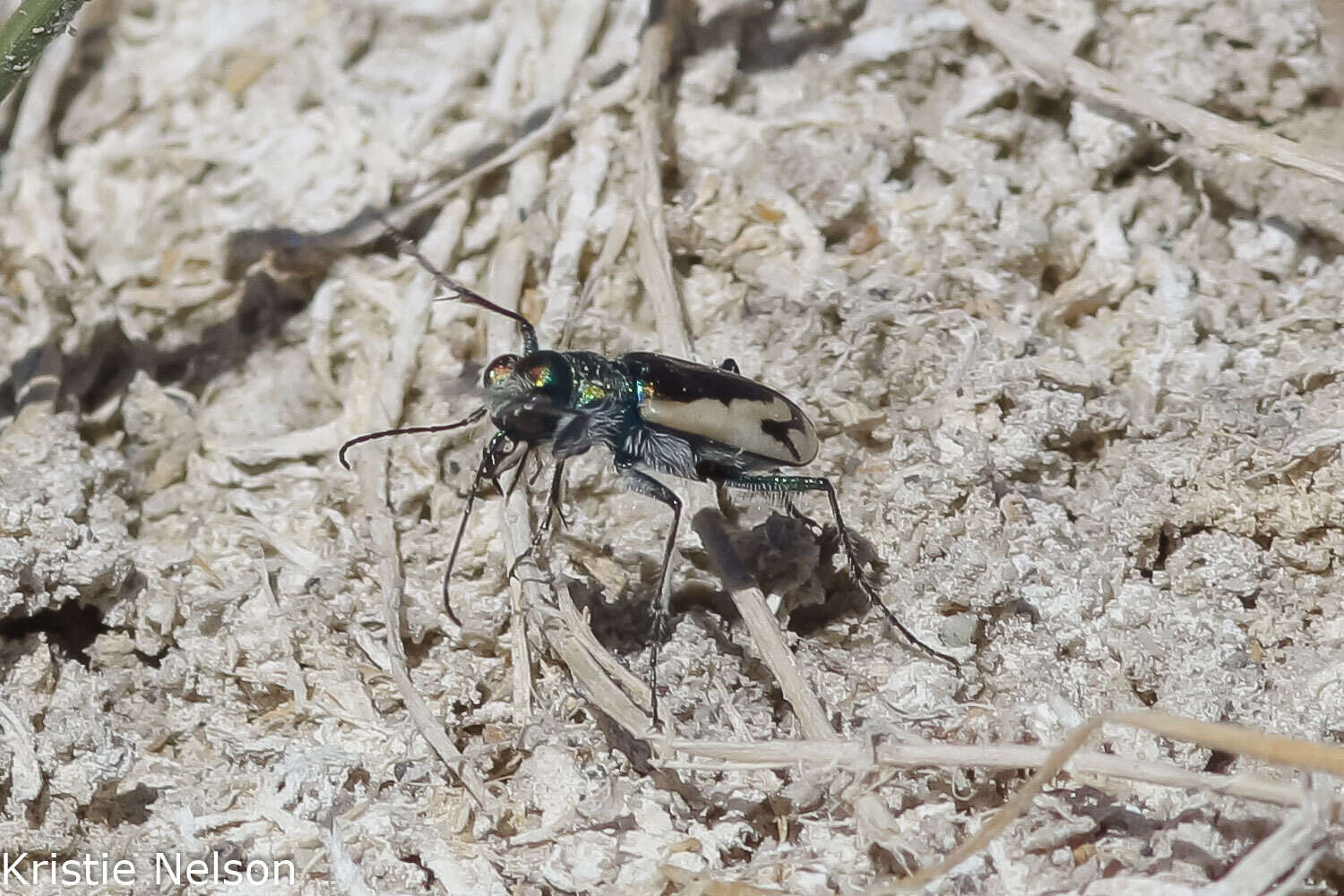 Image of Cicindela (Cicindela) parowana platti Cazier 1937