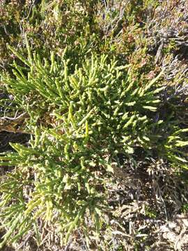 Image of Genista sanabrensis Valdes Brem. et al.