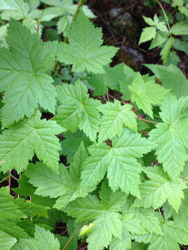 Image of Rocky Mountain maple