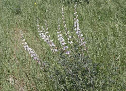 Image of longleaf bush lupine