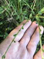 Sivun Solidago brachyphylla Chapman ex Torr. & A. Gray kuva