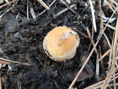 Image of Coprinellus bipellis (Romagn.) P. Roux, Guy García & Borgarino 2006