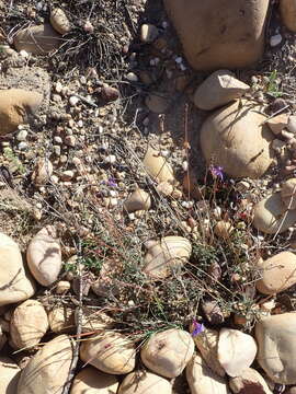 Image of Buck's horn lobelia