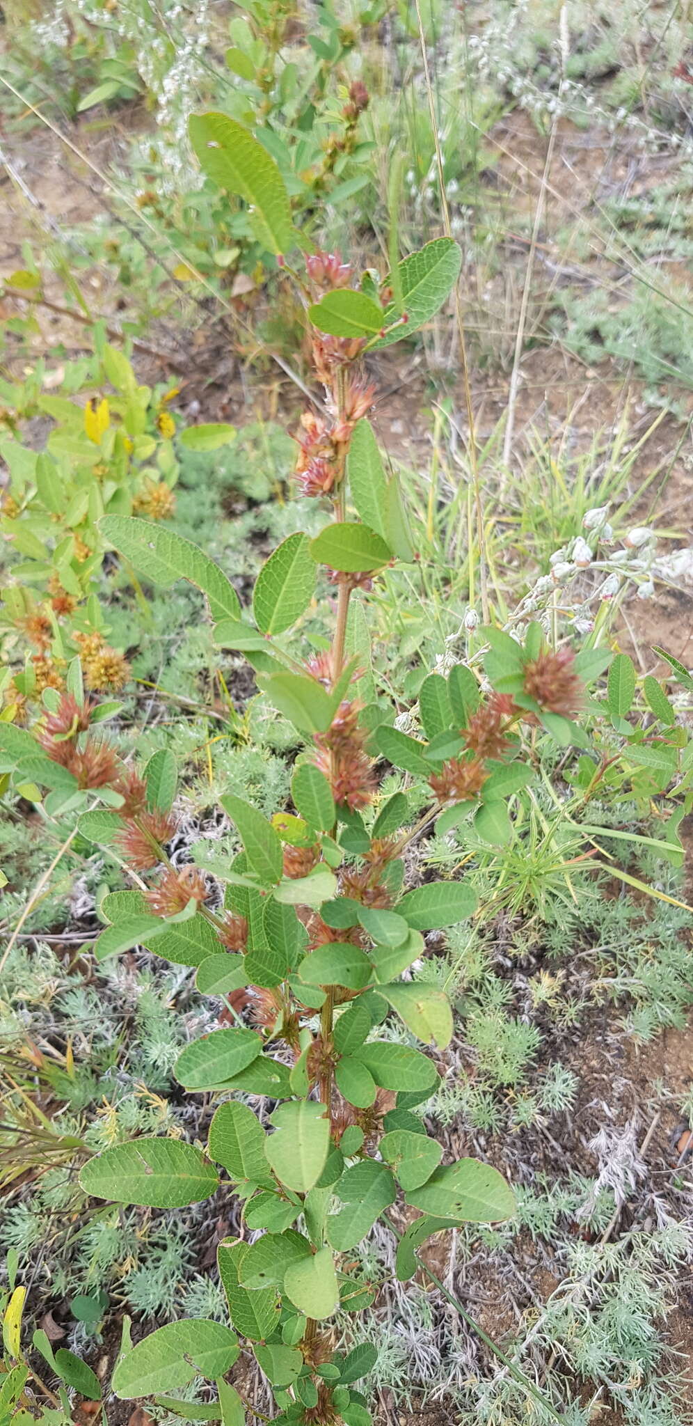 Слика од Lespedeza davurica (Laxm.) Schindl.