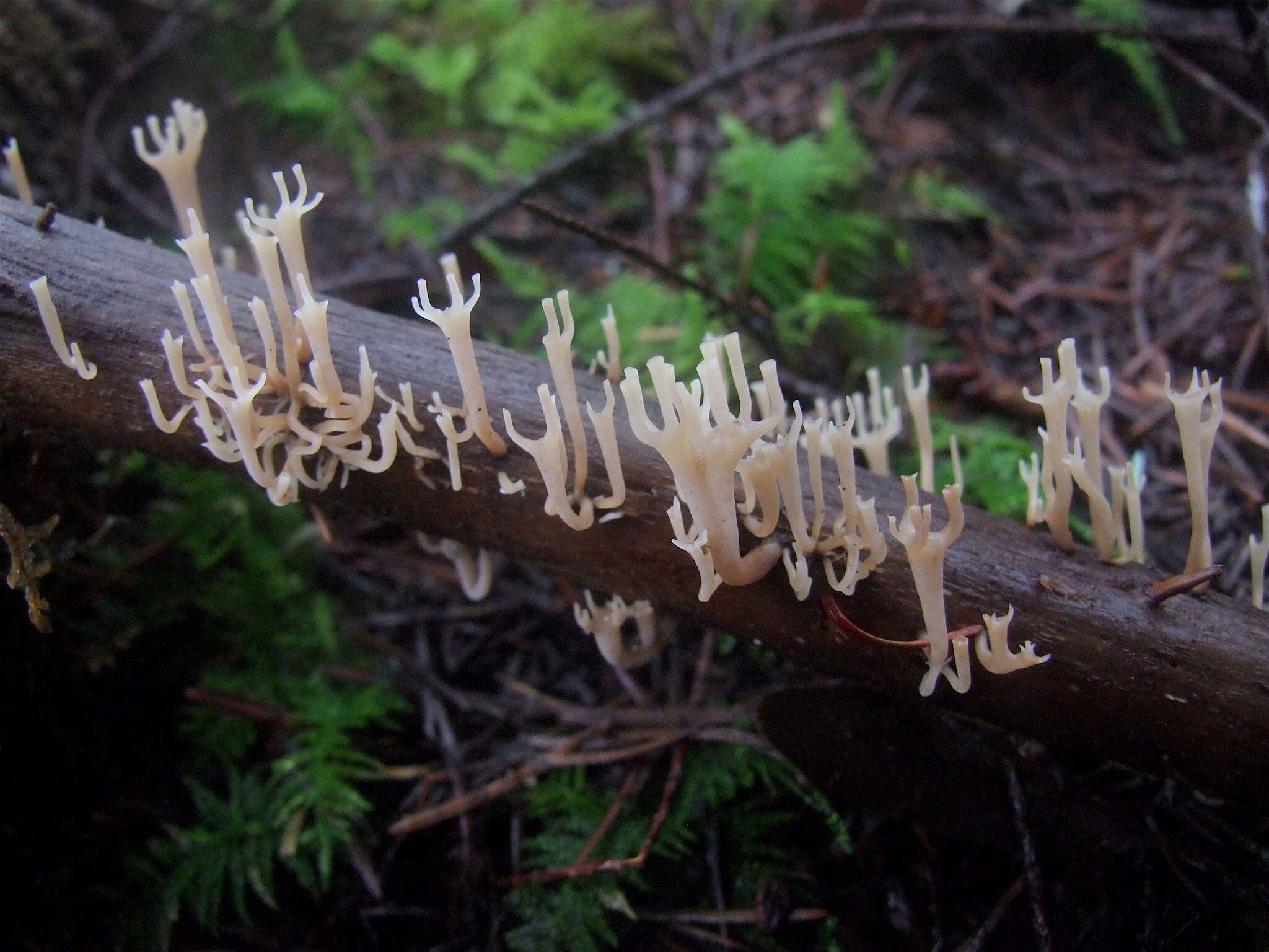 Image of Artomyces cristatus (Kauffman) Jülich 1982