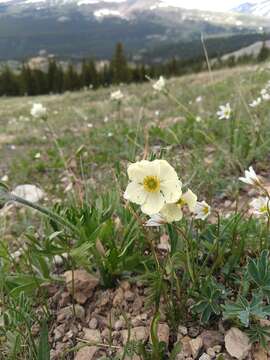 Image of narcissus anemone