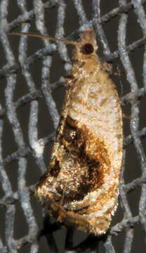 Image of Acroceuthes