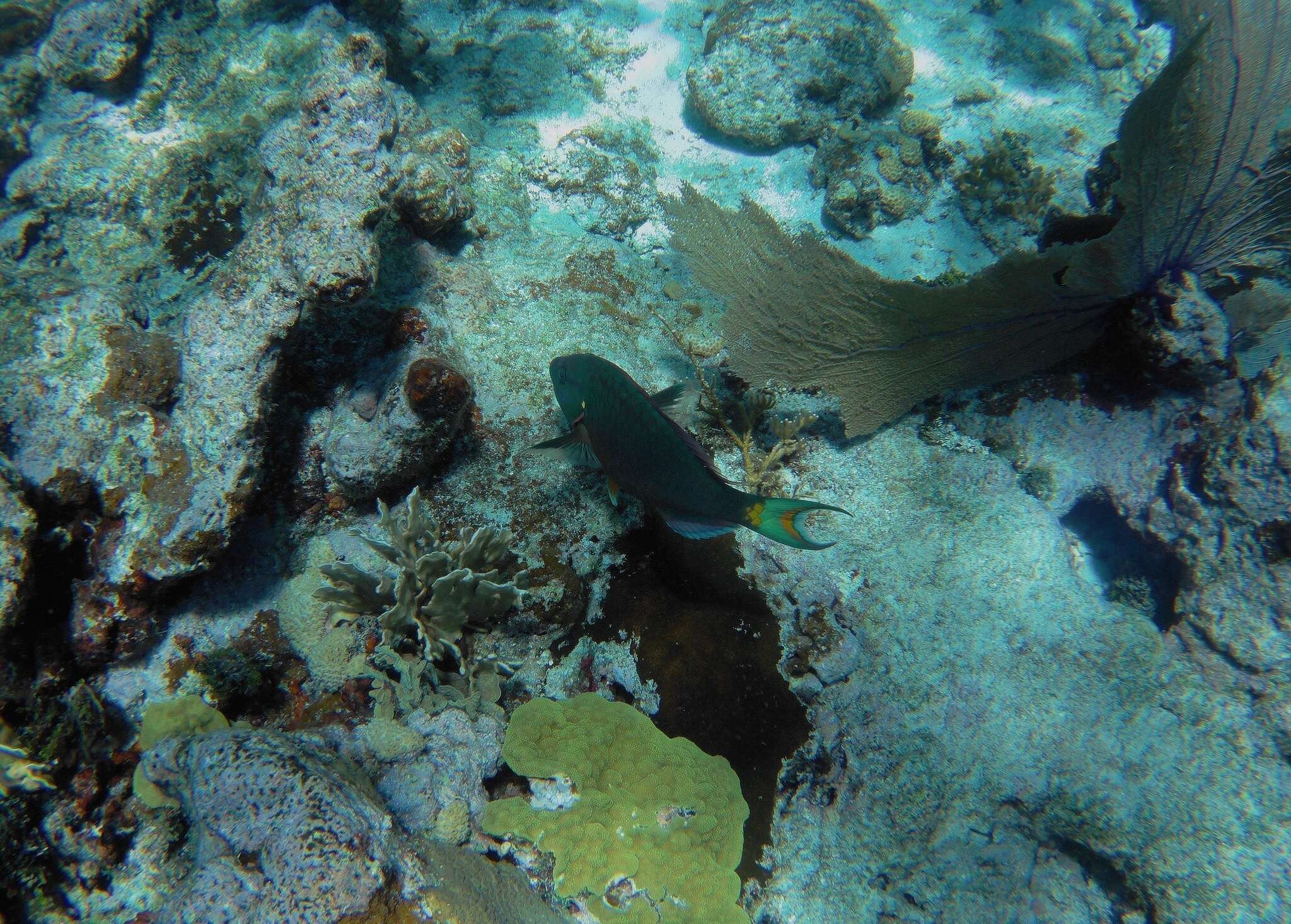 Image of Dark Green Parrotfish