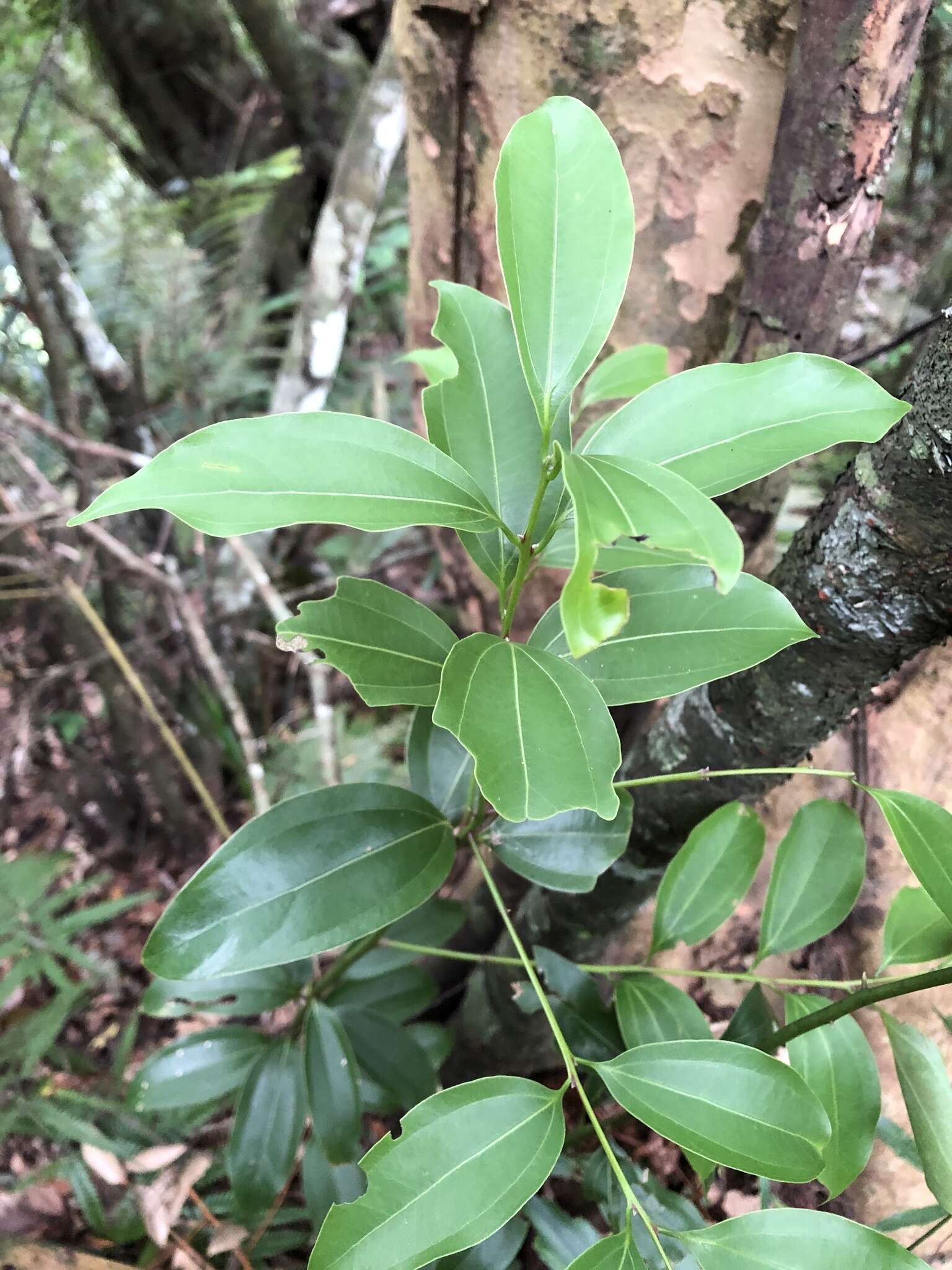 Image de Cinnamomum osmophloeum Kaneh.