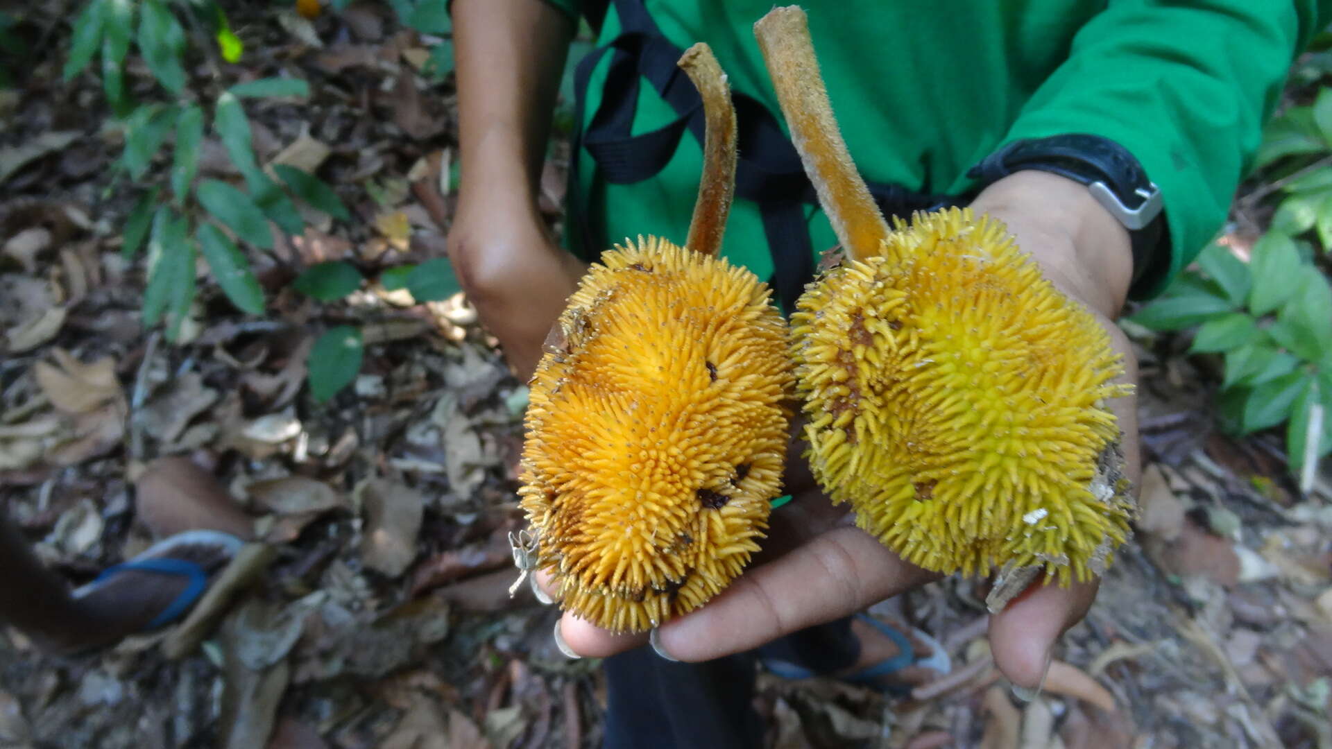 Image de Artocarpus hirsutus Lam.