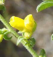 Image of Melolobium obcordatum Harv.