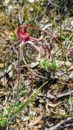 Image of Tawny spider orchid