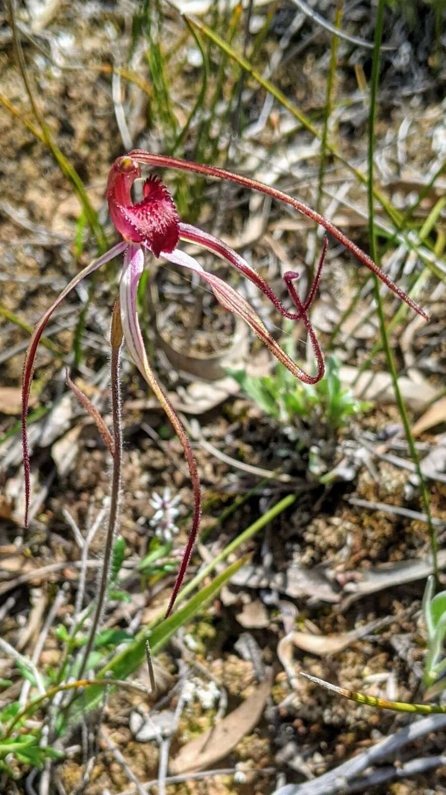 Image of Tawny spider orchid