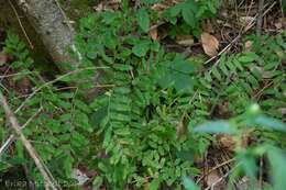 Слика од Osmunda spectabilis Willd.