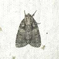 Image of Raspberry Bud Dagger Moth