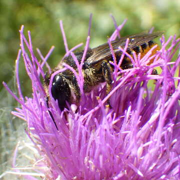 Megachile inermis Provancher 1888 resmi