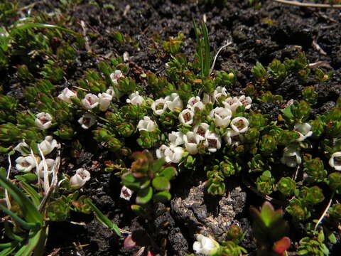 Image of Gaultheria caespitosa Poepp. & Endl.