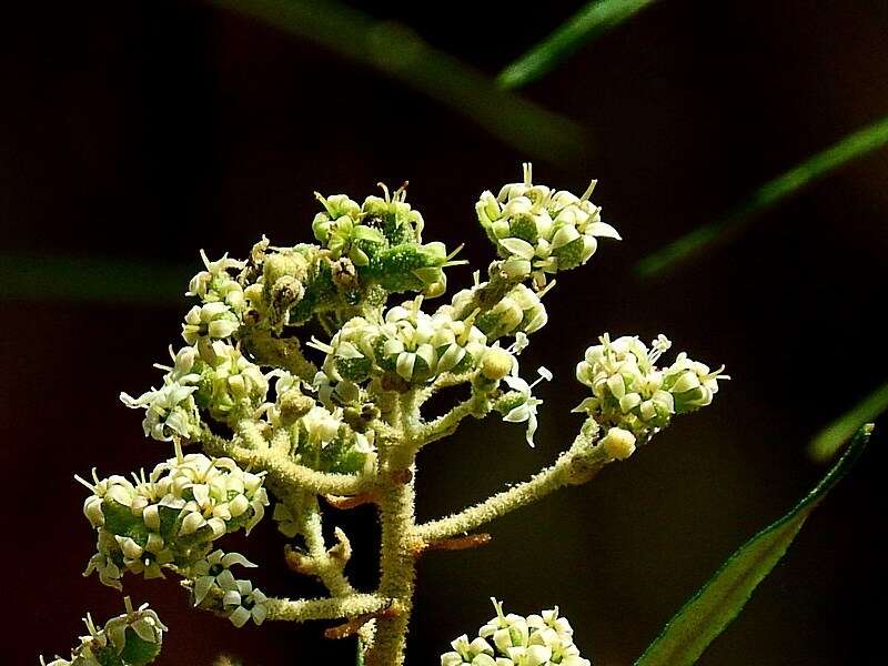 Image of Astrotricha asperifolia F. Muell. ex Klatt