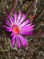 صورة Lampranthus spiniformis (Haw.) N. E. Br.