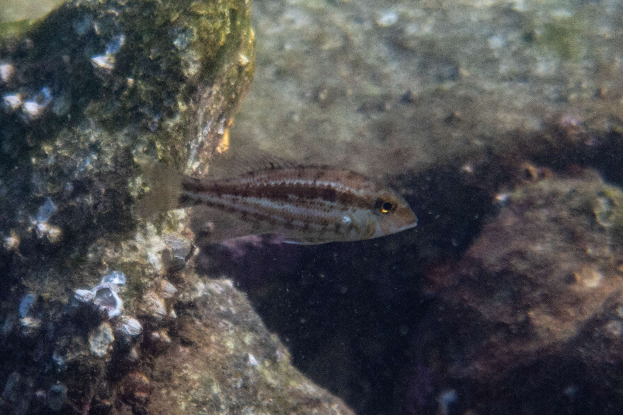 Imagem de Lethrinus genivittatus Valenciennes 1830