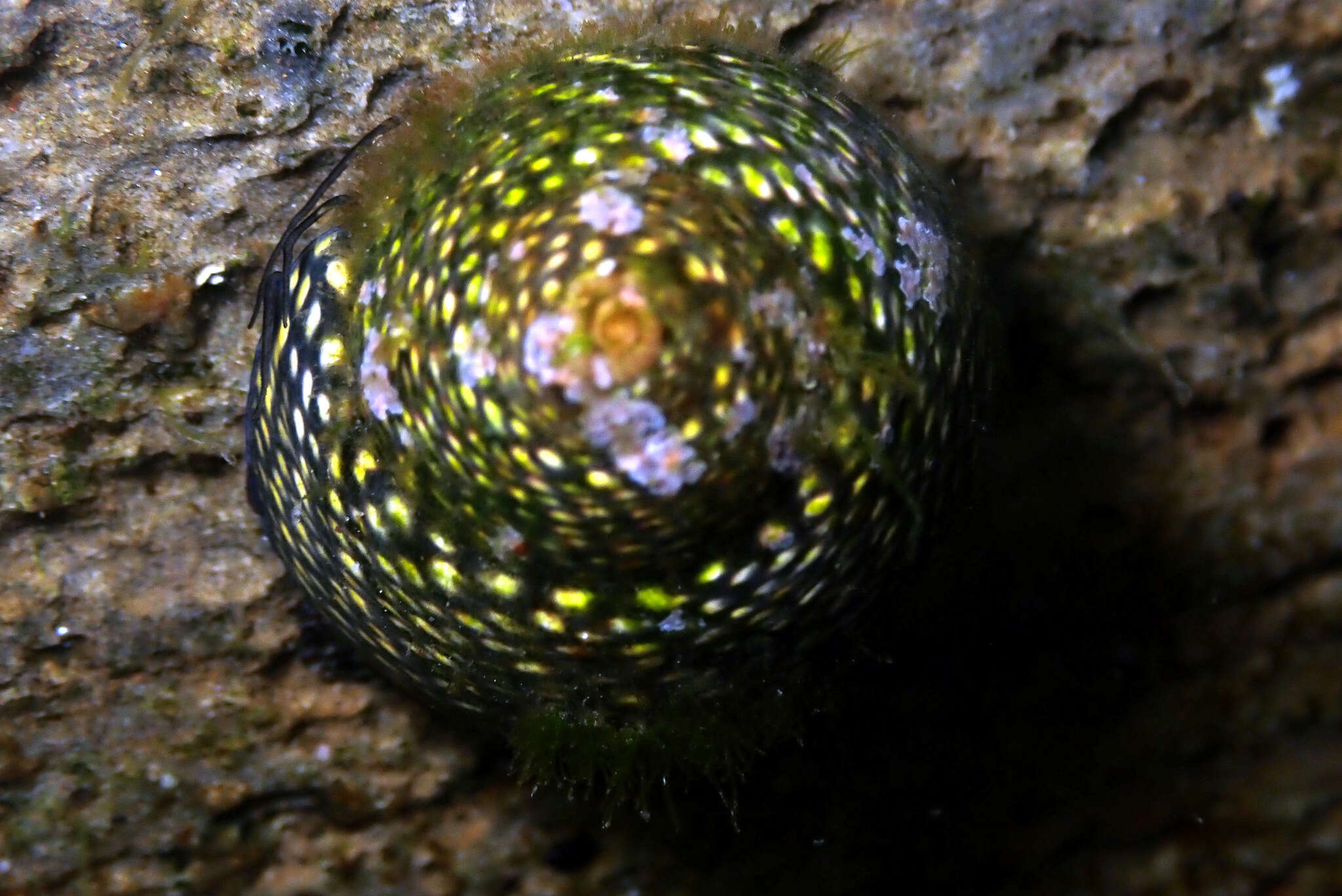 Imagem de Chlorodiloma odontis (W. Wood 1828)