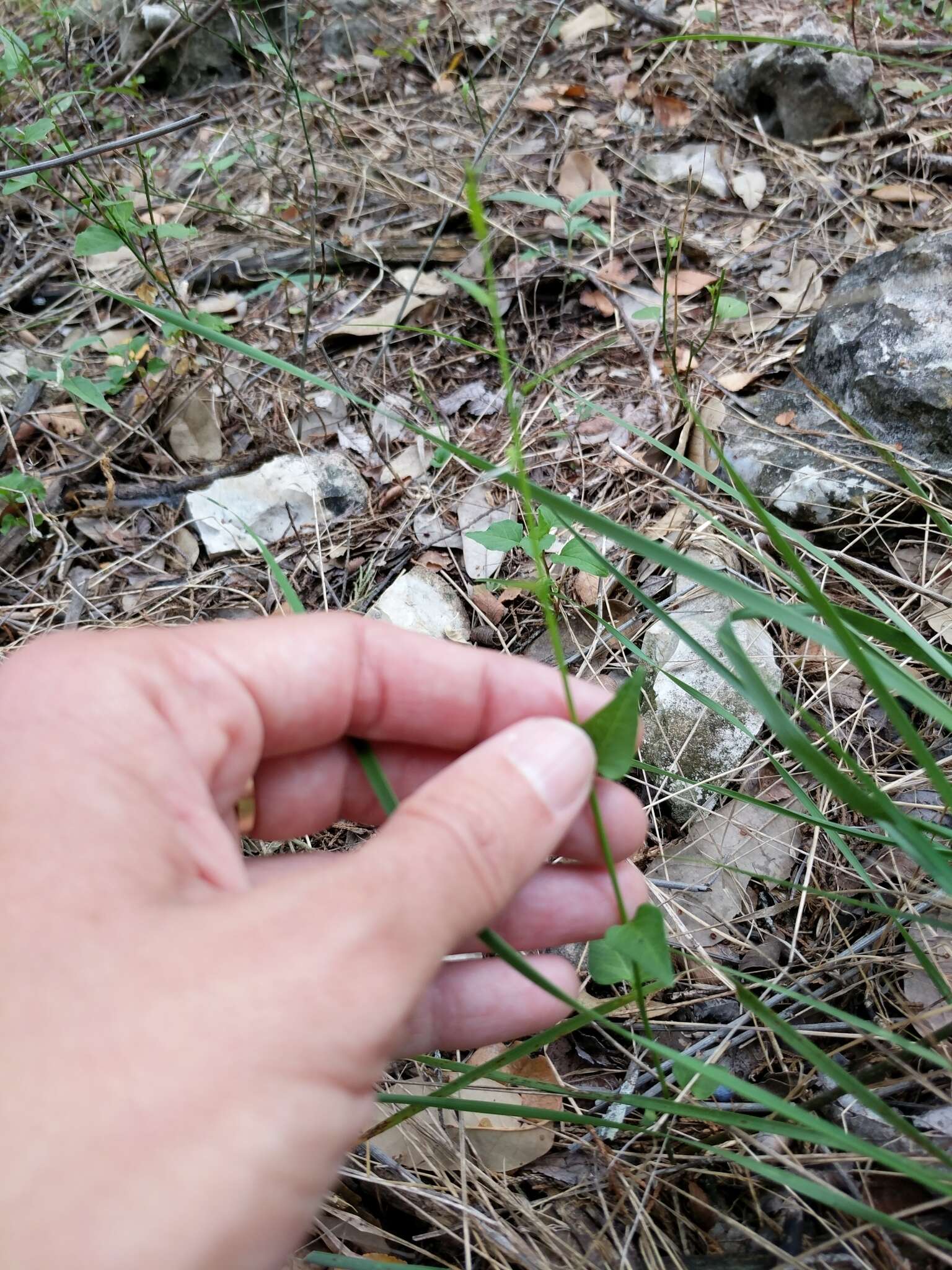 Image of Texas nightshade