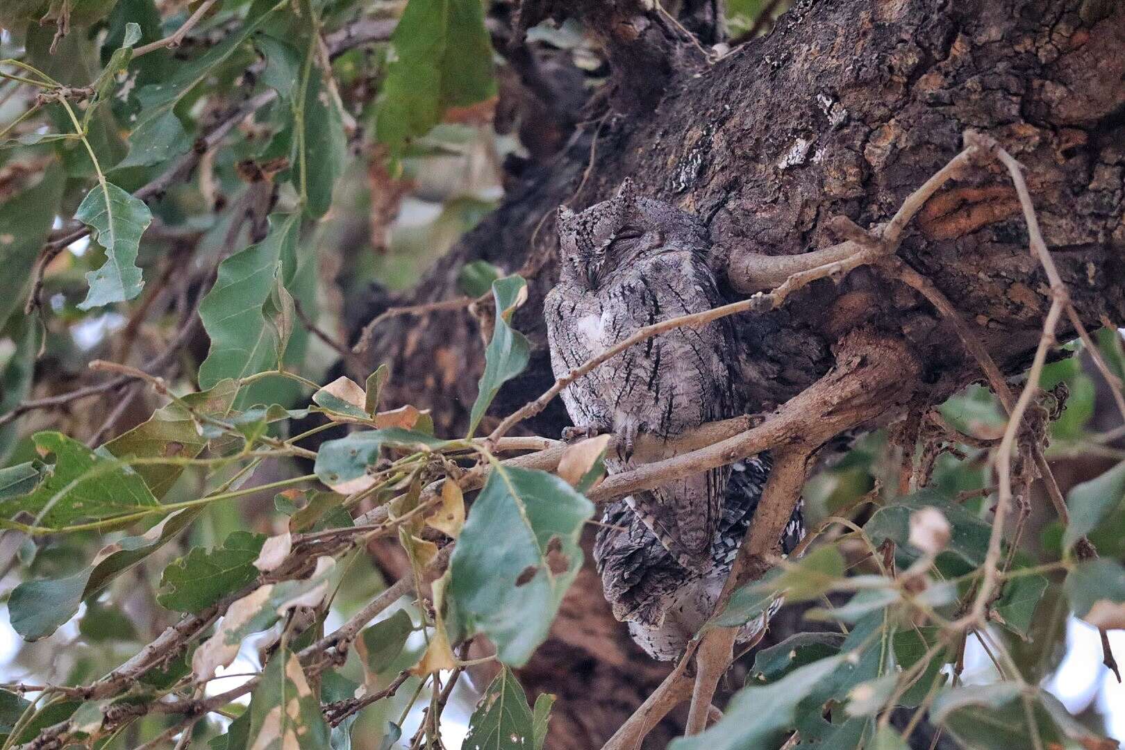 Image of Otus senegalensis senegalensis (Swainson 1837)