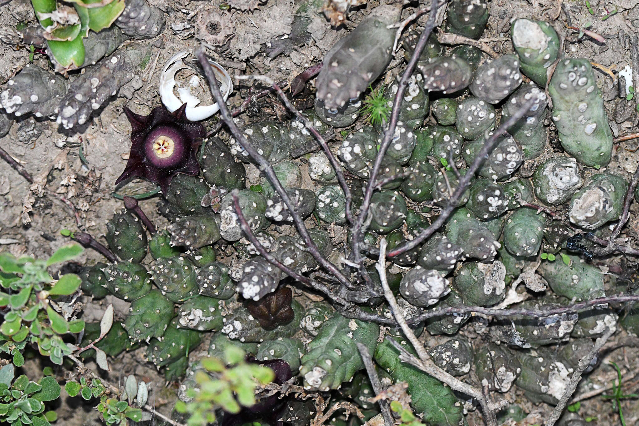 Image of Ceropegia pillansiana (N. E. Br.) Bruyns