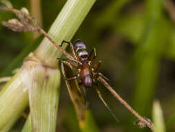 Image of Micaria formicaria (Sundevall 1831)