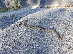 Imagem de Crotalus tzabcan Klauber 1952