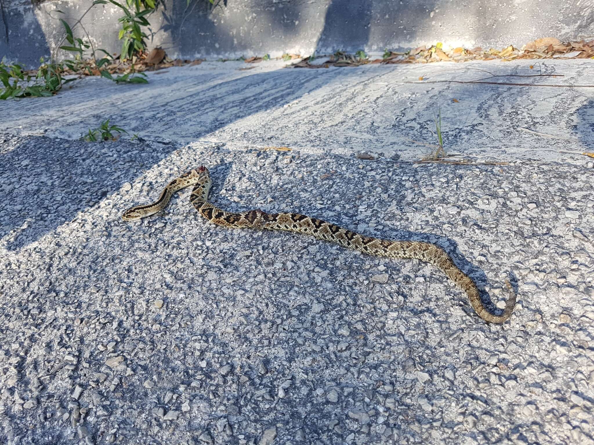 Imagem de Crotalus tzabcan Klauber 1952