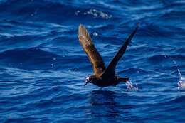 Image of Spectacled Petrel